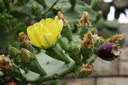 gal/cro 08/_thb_small-IMG_4573.JPG